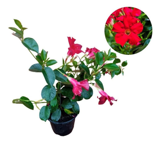 Hybrid Mandevilla Red Flower Plant (Pack Of-1)