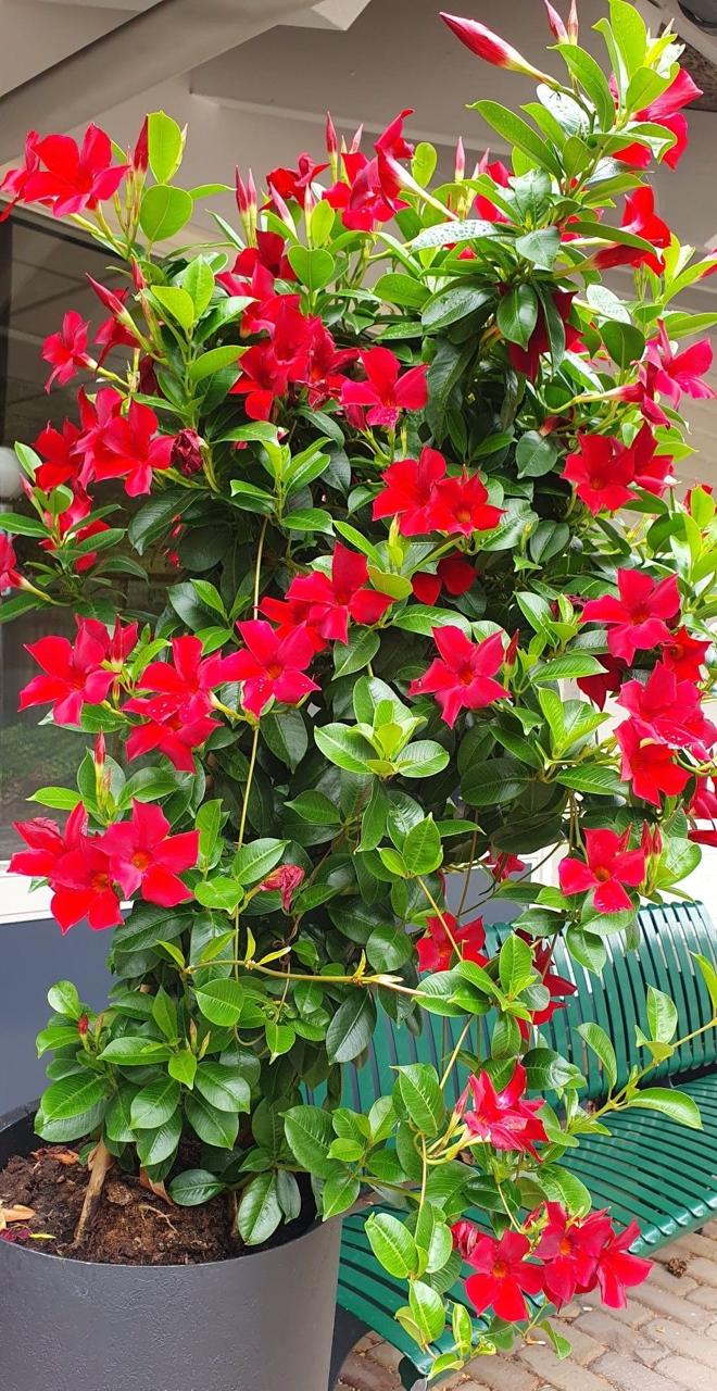 Hybrid Mandevilla Red Flower Plant (Pack Of-1)
