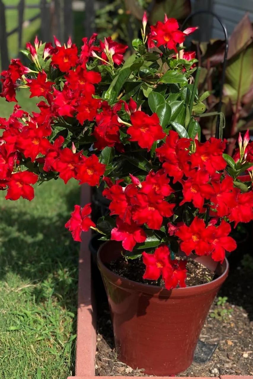Hybrid Mandevilla Red Flower Plant (Pack Of-1)