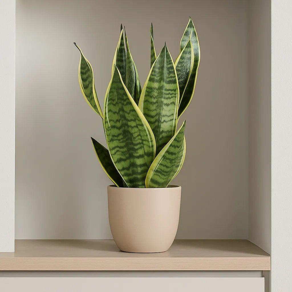 Hybrid Yellow Snake Plant ( Pack Of-1 )