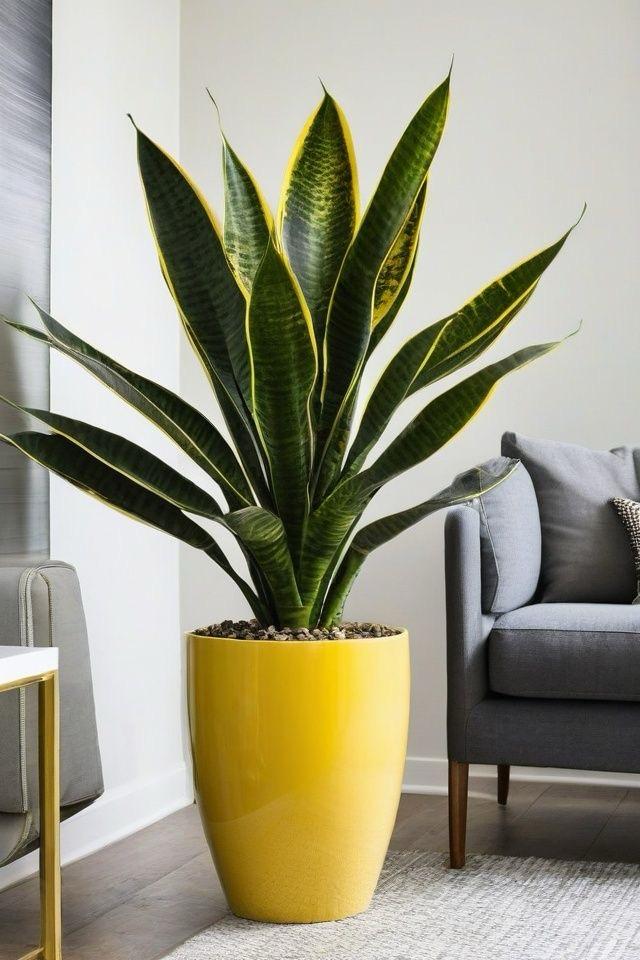 Hybrid Yellow Snake Plant ( Pack Of-1 )