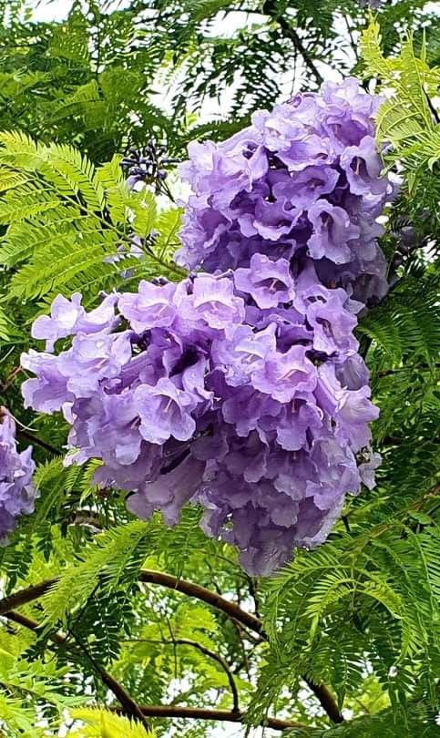 Jacaranda Flower Plant 🪻🪻🪻 (Pack Of-1)