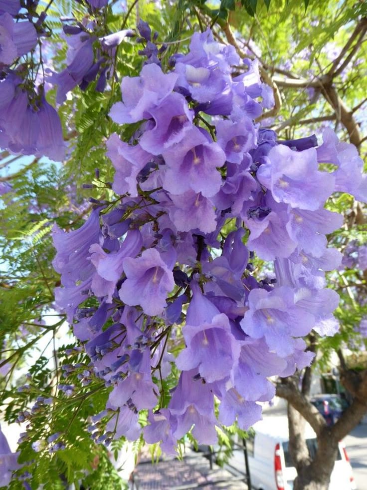 Jacaranda Flower Plant 🪻🪻🪻 (Pack Of-1)