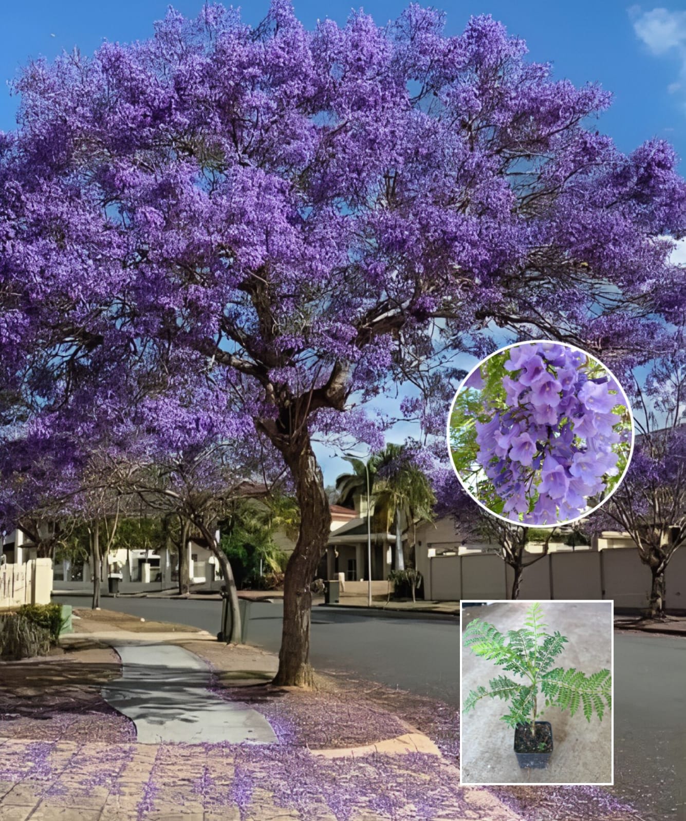 Jacaranda Flower Plant 🪻🪻🪻 (Pack Of-1)