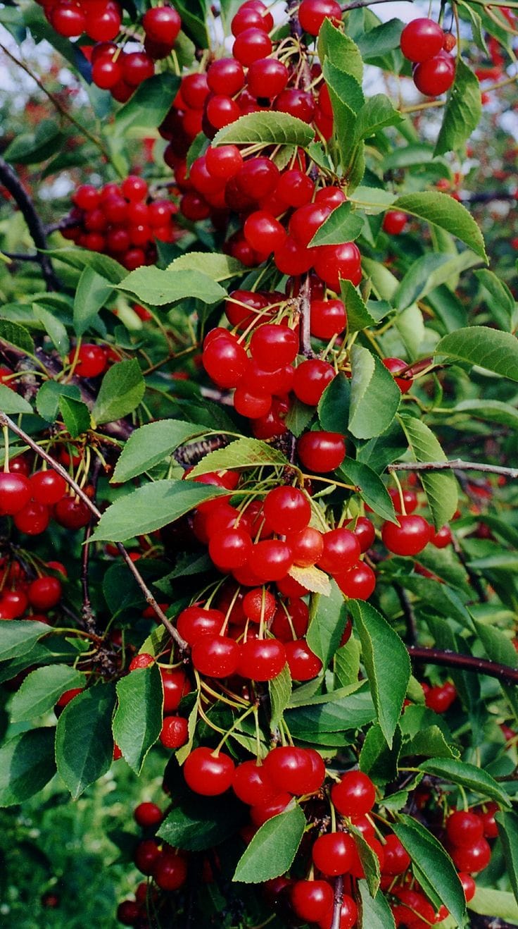 Hybrid Sweet Japanese Cherry🍒🍒Grafting Fruit Plant (Pack Of-1)