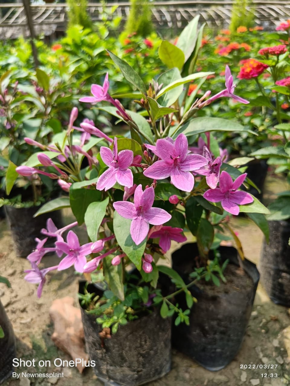 Hybrid Blue Tagar Flower Plant ( Pack Of-1 )