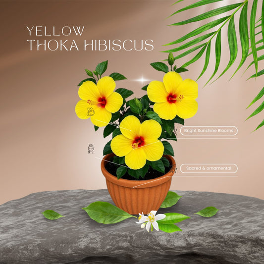 Yellow Thoka Hibiscus Plant  (Pack Of 1)