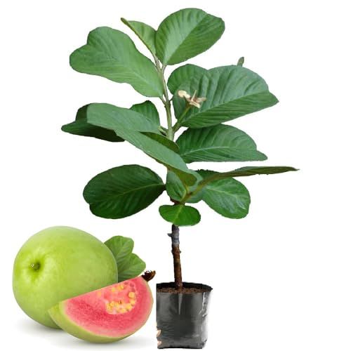 Hybrid Red Dimond Grafting Guava Plant (Pack Of 1)