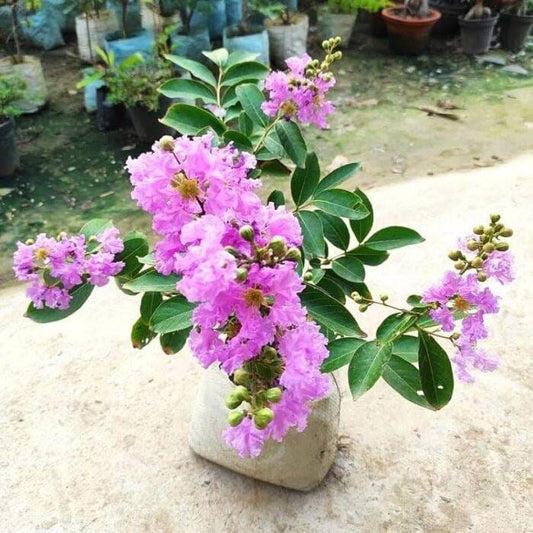 Hybrid Furush Flower 🪻🪻🪻 Plant (Pack Of 1)