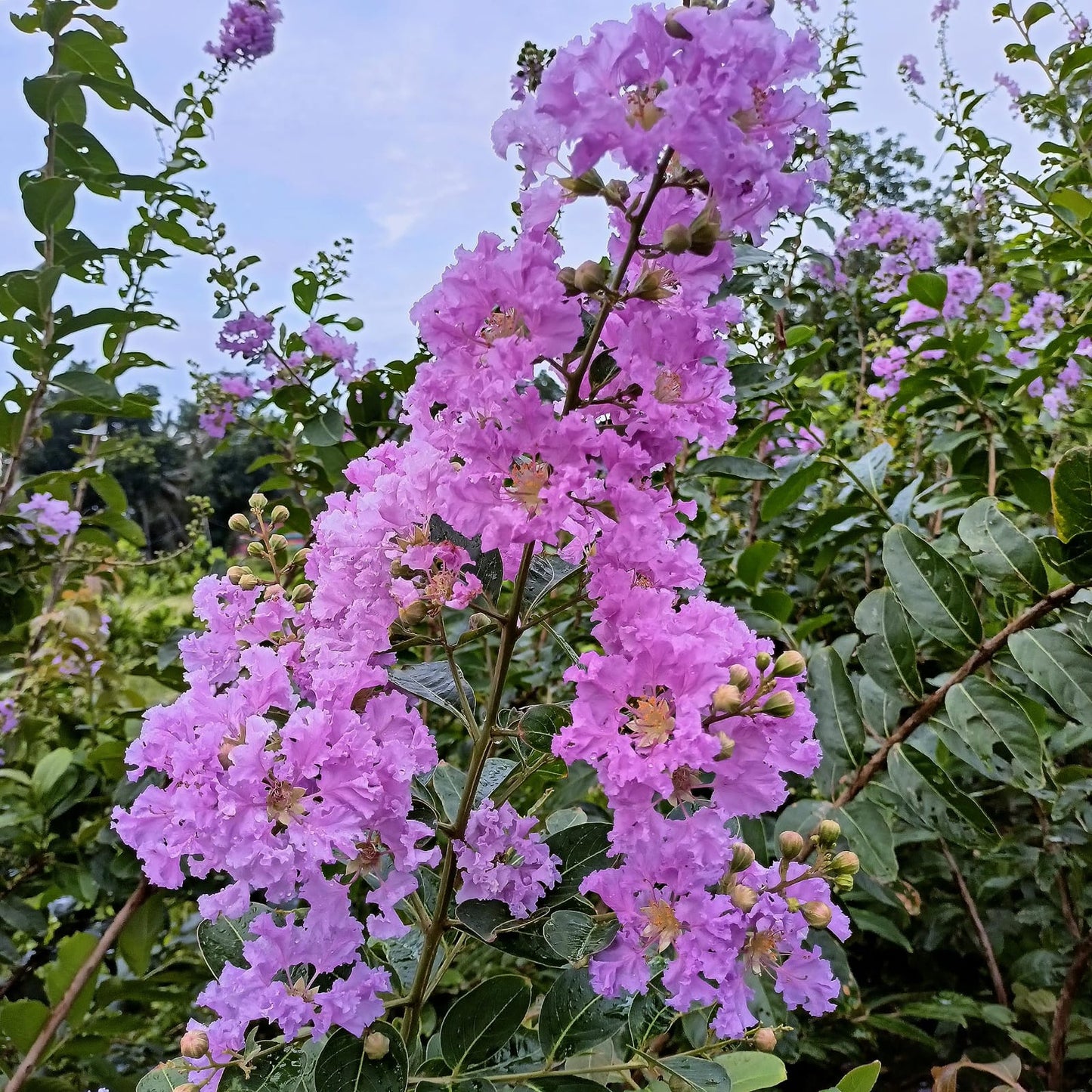 Hybrid Furush Flower 🪻🪻🪻 Plant (Pack Of 1)