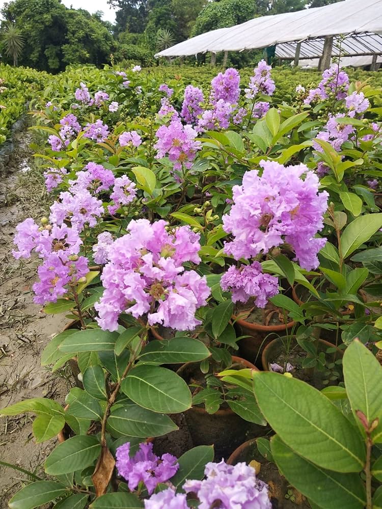 Hybrid Furush Flower 🪻🪻🪻 Plant (Pack Of 1)