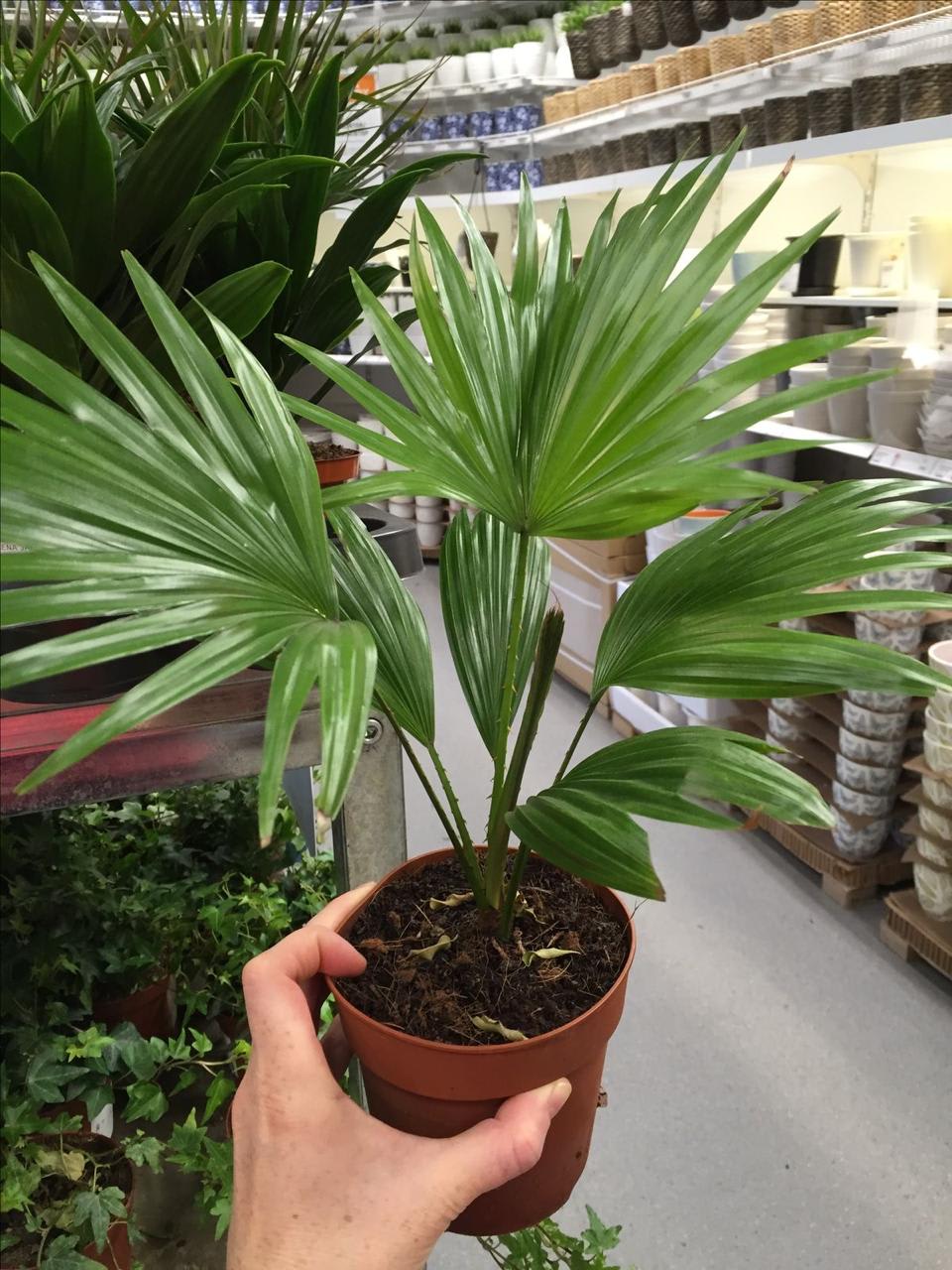 Hybrid Palm Fruit Plant (Pack Of-1 )