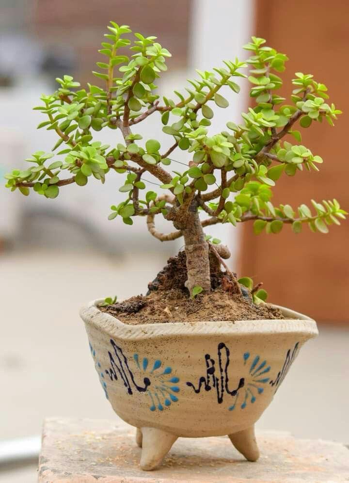 Hybrid Jade Plant Pack Of-1