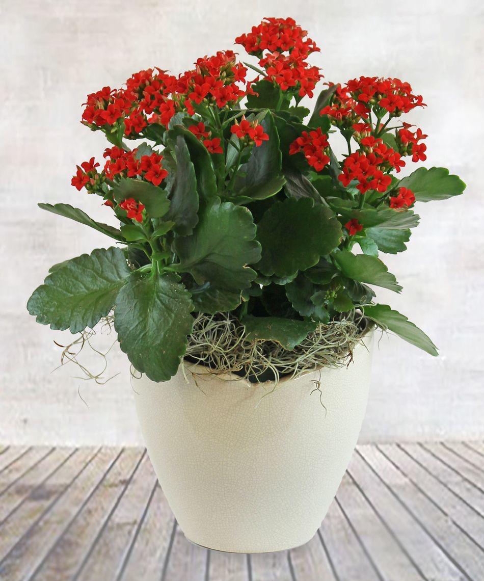 Hybrid Kalanchoe Red Flower Plant (Pack Of-1 )