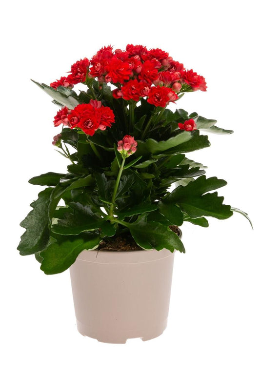 Hybrid Kalanchoe Red Flower Plant (Pack Of-1 )
