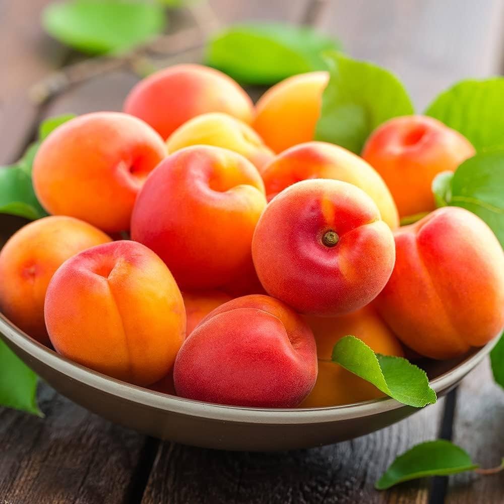 Apricot Fruit Plant (Hybrid & Grafting) Pack Of-1