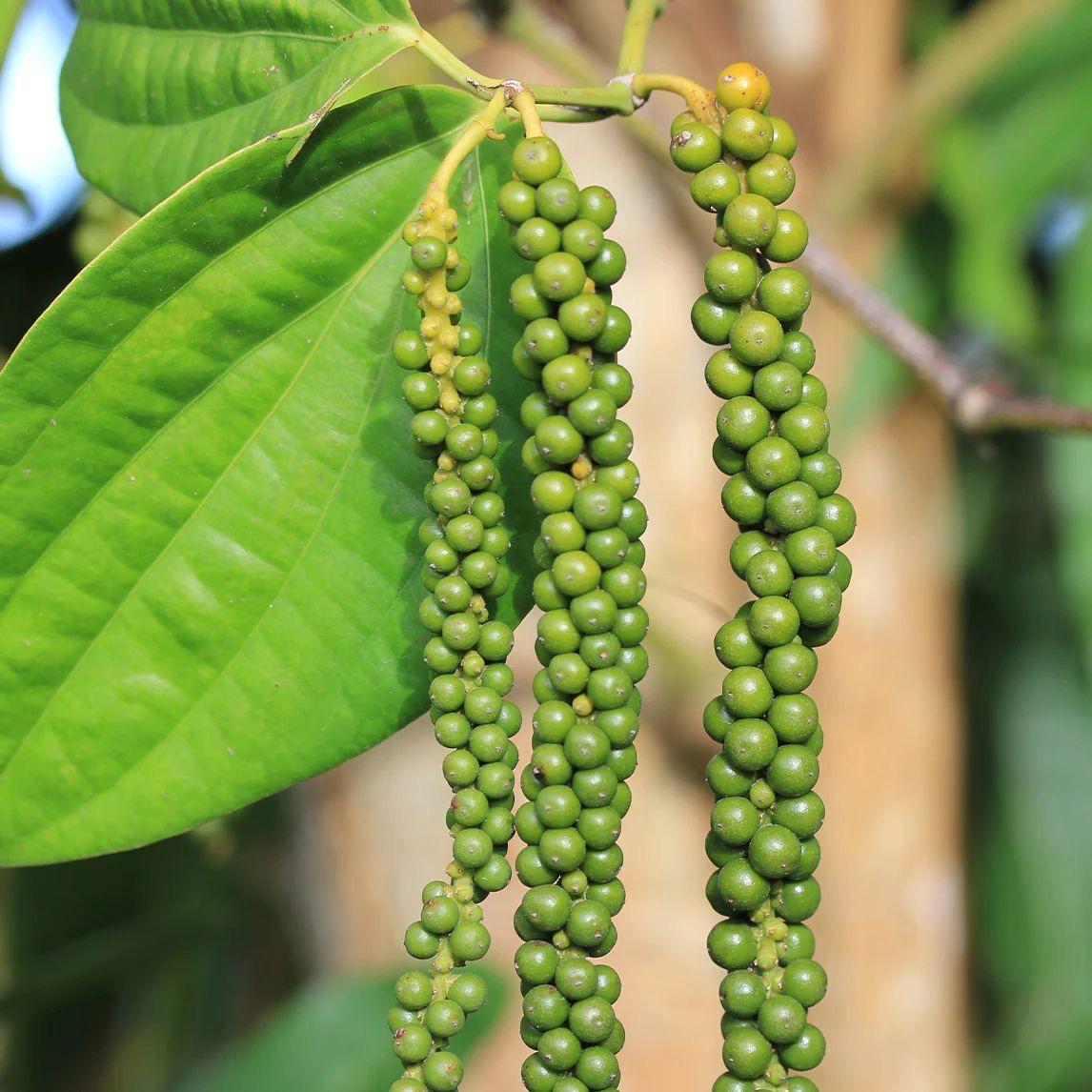 Hybrid Black Pepper Plant (Pack Of-1)