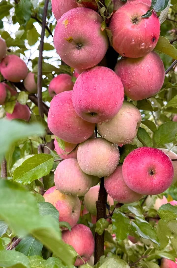 Hybrid Anna Apple 🍎🍎🍎 Grafting Plant (Pack Of 1)