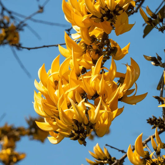 Yellow Palash Flower Plant (Hybrid & Grafting ) Pack Of-1