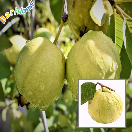 Hybrid Punjabi Guava Fruit Plant (Pack Of-1 )