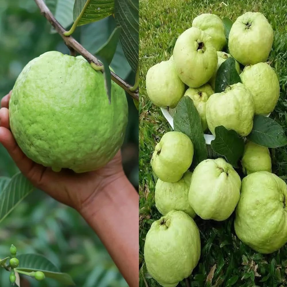 Hybrid Punjabi Guava Fruit Plant (Pack Of-1 )