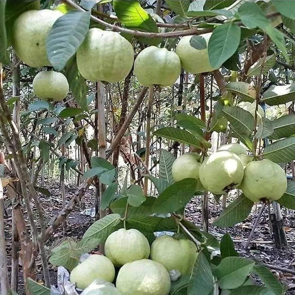Hybrid Punjabi Guava Fruit Plant (Pack Of-1 )
