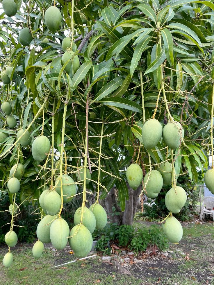 Hybrid Katimon Mango Grafting Plant 🥭🥭🥭 (Pack Of -1)