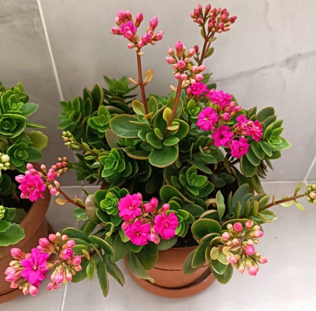Kalanchoe Pink Flower Plant (Pack Of-1 )