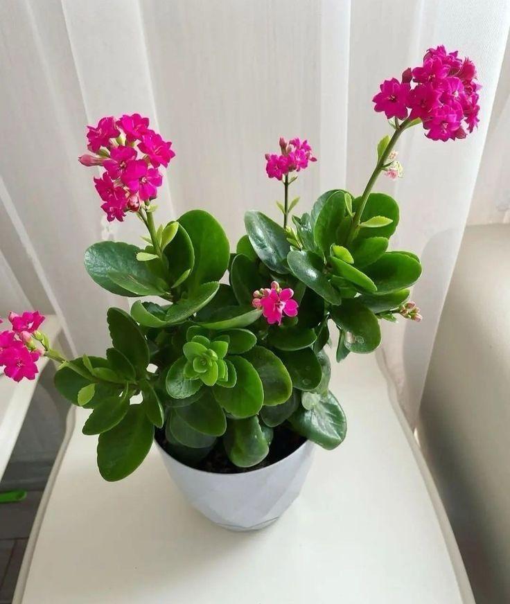 Kalanchoe Pink Flower Plant (Pack Of-1 )