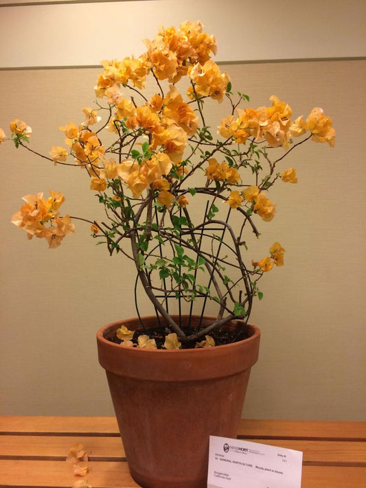 Hybrid Bougainvillea Yellow Flower Plant (Pack Of-1 )