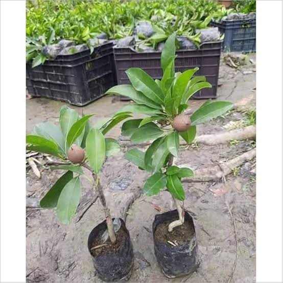 Red Chiku Fruit Plant (Hybrid & Grafting) Pack Of-1