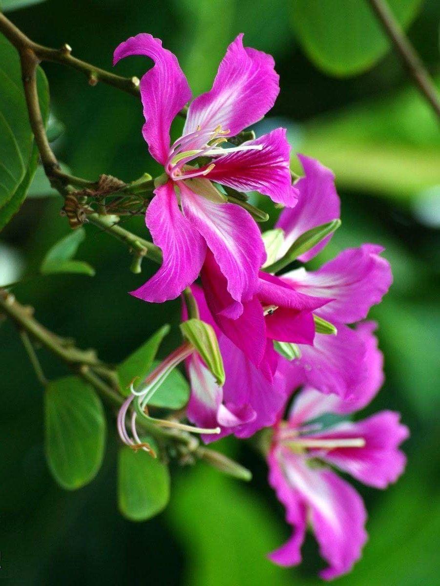Kanchan Pink Flower Plant (Pack Of-1)