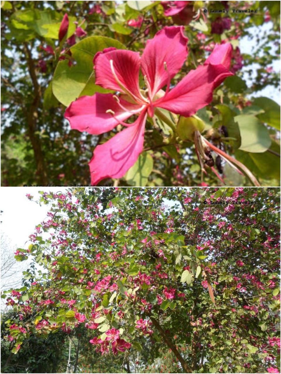Kanchan Pink Flower Plant (Pack Of-1)