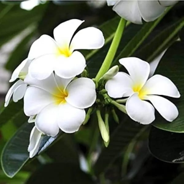 Hybrid Plumeria White🌷🌷🌷Plant (Pack Of 1)