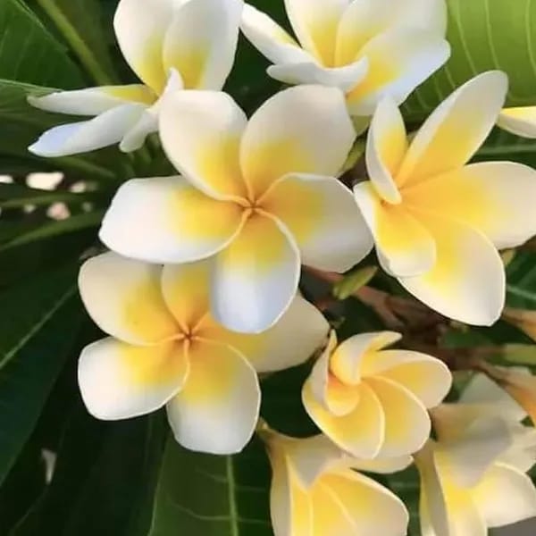 Hybrid Plumeria White🌷🌷🌷Plant (Pack Of 1)