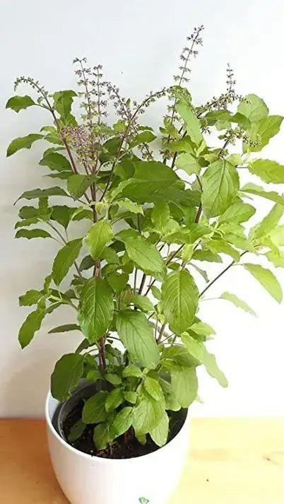 Lakshmi Tulsi Plant (Pack Of-1 )