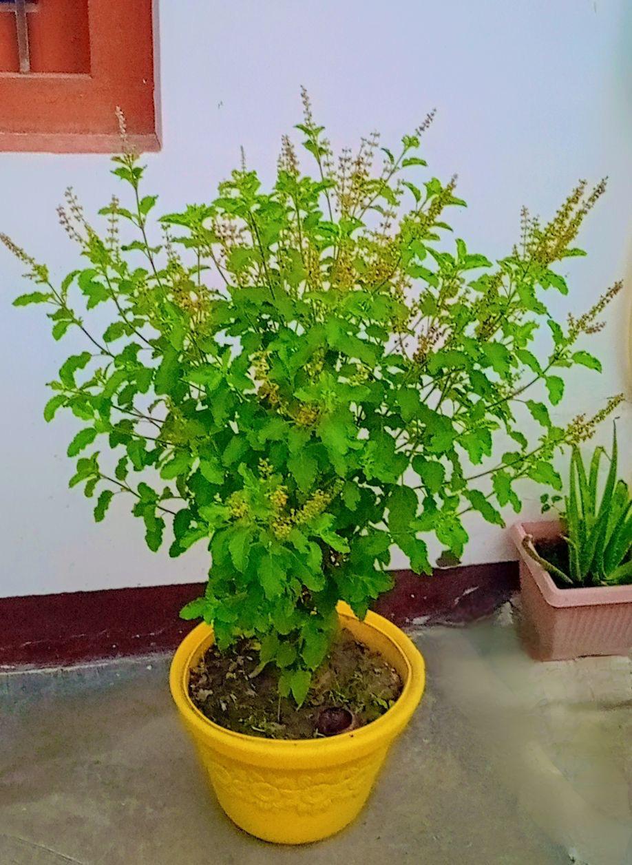 Lakshmi Tulsi Plant (Pack Of-1 )