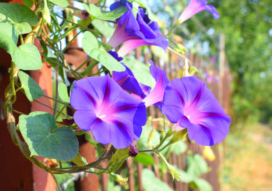 Hybrid Morning Glory Flower Plant (Pack Of-1 )