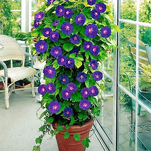 Hybrid Morning Glory Flower Plant (Pack Of-1 )