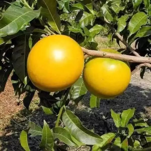 Gaint Abiu Fruit Plant (Pack Of-1)
