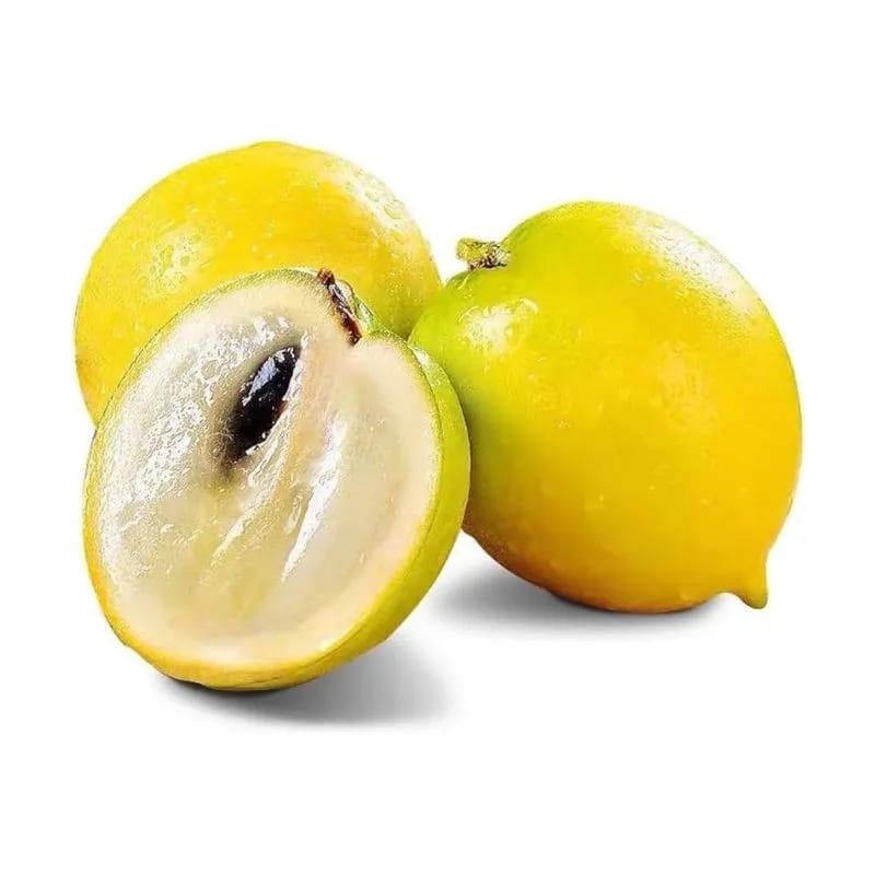 Gaint Abiu Fruit Plant (Pack Of-1)