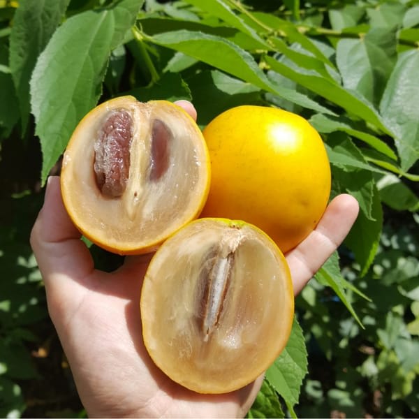 Gaint Abiu Fruit Plant (Pack Of-1)