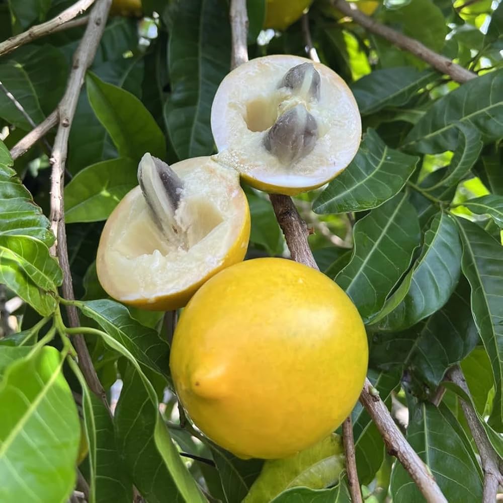 Gaint Abiu Fruit Plant (Pack Of-1)