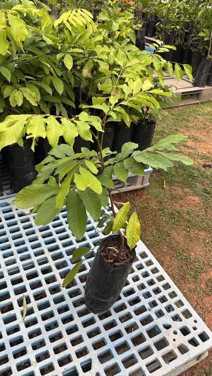 Hybrid Rambutan Grafting Fruit Plant (Pack Of-1)