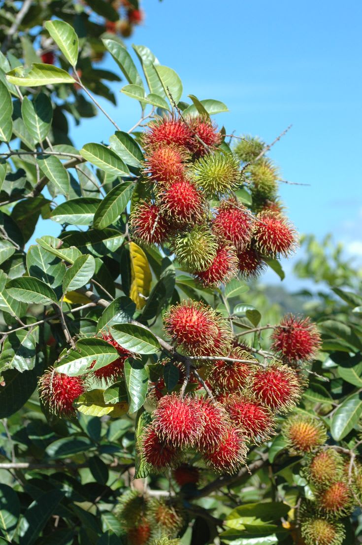 Hybrid Rambutan Grafting Fruit Plant (Pack Of-1)