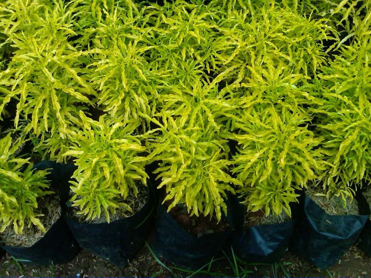 Golden Aralia Flower Plant (Pack Of-1 )