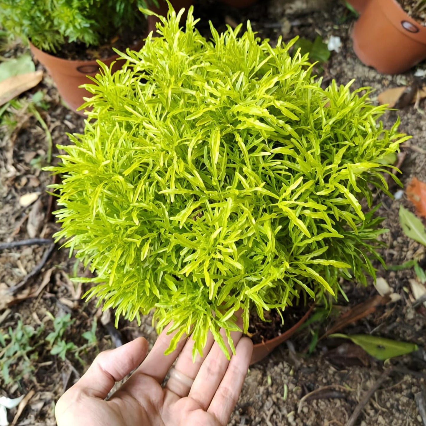 Golden Aralia Flower Plant (Pack Of-1 )