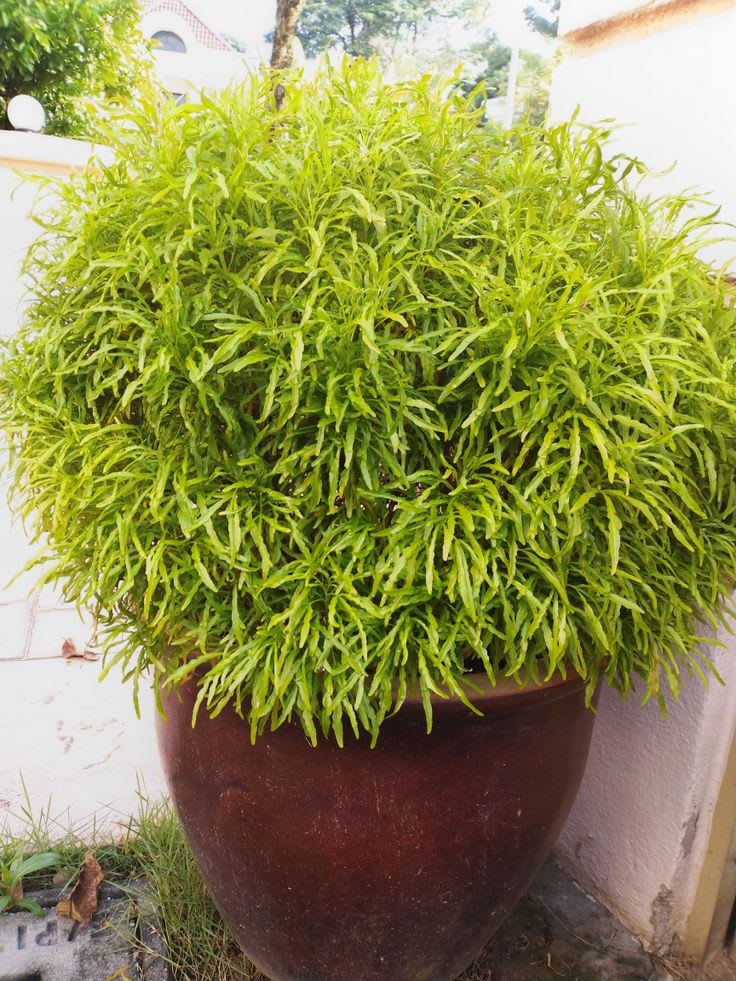 Golden Aralia Flower Plant (Pack Of-1 )