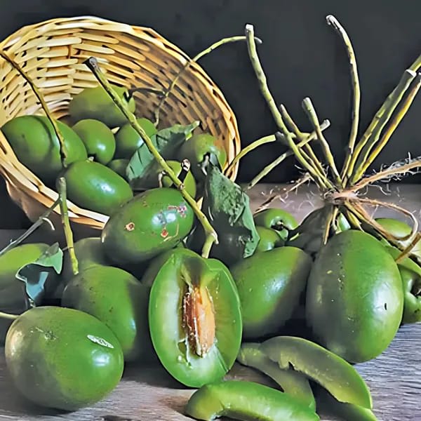 Indin Variety Olive Plant (Hybrid & Grafting) Pack Of-1