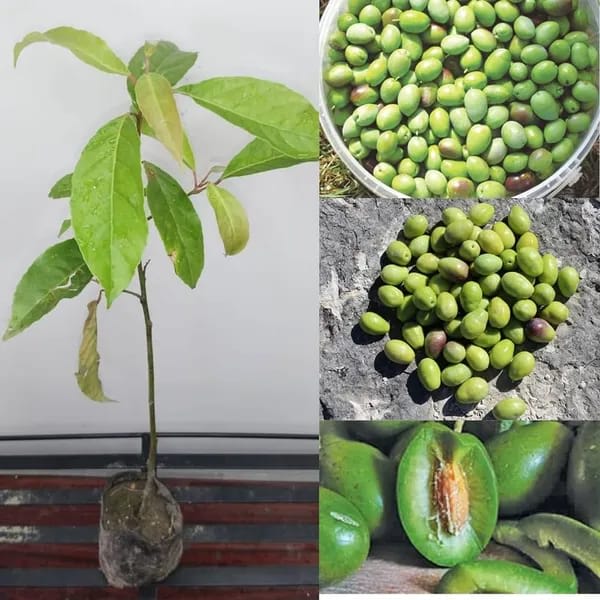 Indin Variety Olive Plant (Hybrid & Grafting) Pack Of-1